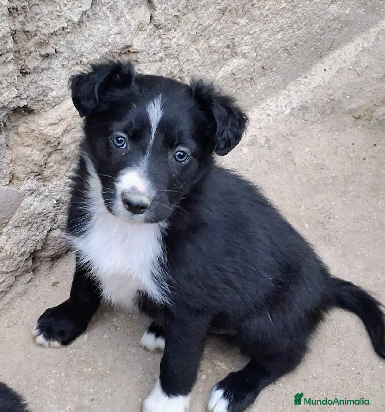 Border Collie perros Boder collie Getafe  - Anuncio 2