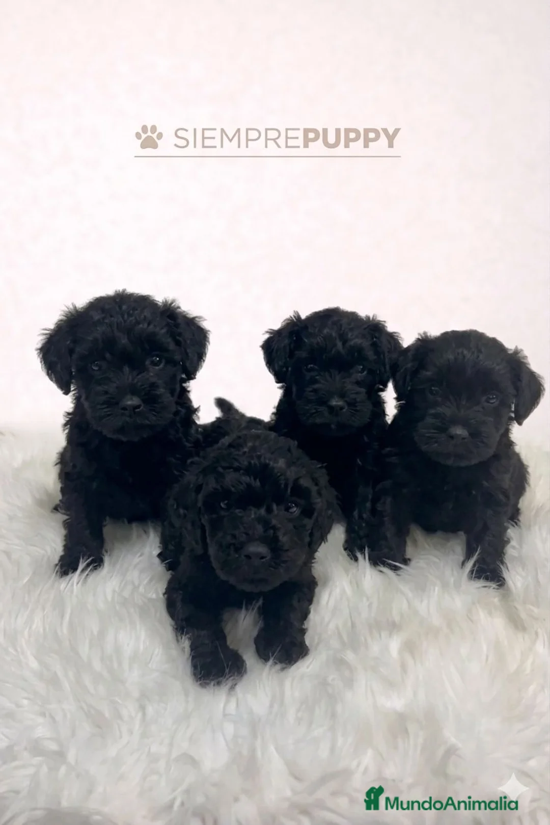 Caniche Toy perros en venta: CANCIHE MINI TOY NEGRO - Anuncio 2