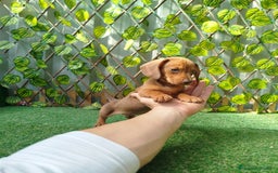 Teckel Miniatura perros en venta: Teckel mini  - Imagen 2