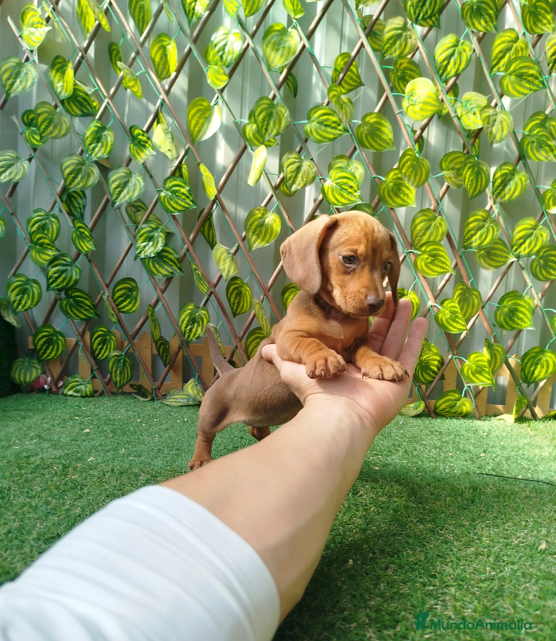 Teckel Miniatura perros en venta: Teckel mini  - Imagen 2