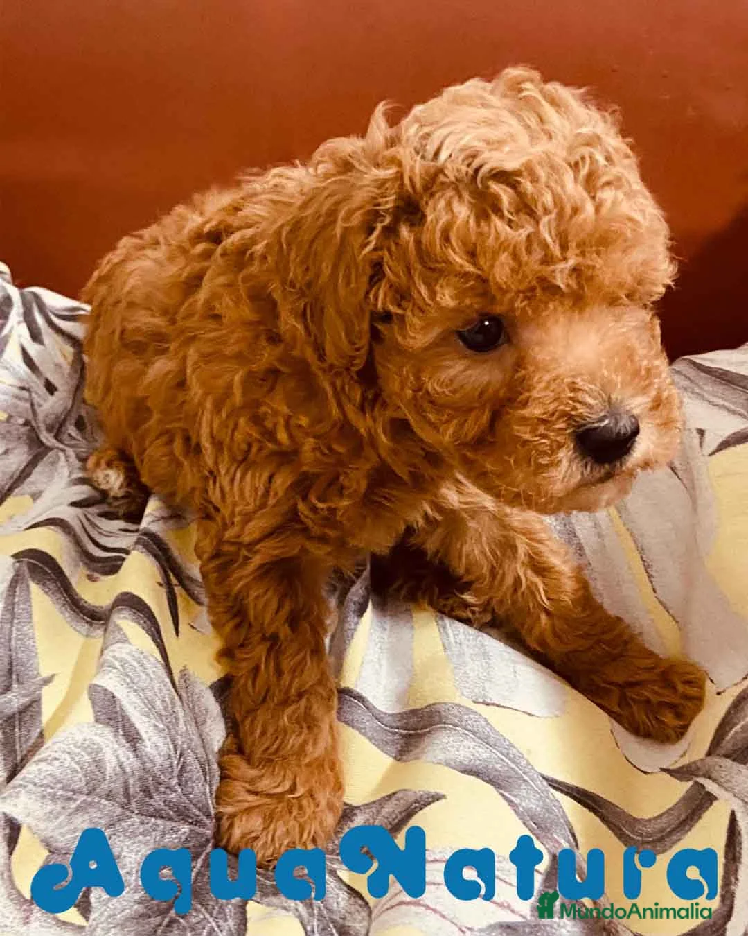 Caniche Enano perros en venta: Caniche Macho de Estela 4423 AQUANATURA en Barcelona - Anuncio 5