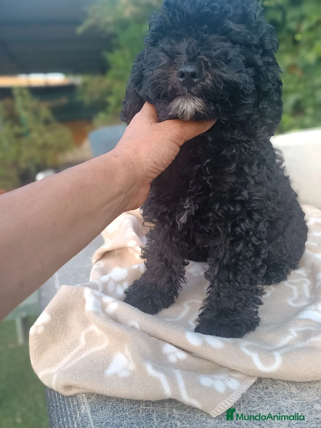 Caniche Enano perros en venta: Caniche enano oportunidad - Anuncio 2