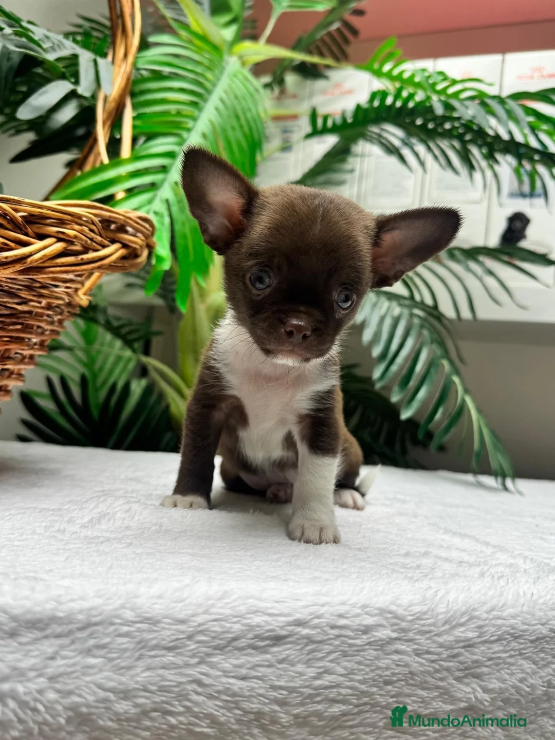 Chihuahua perros en venta: CHIHUAHUAS CHOCOLATE - Anuncio 32