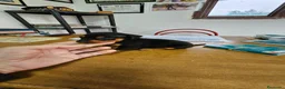 Pinscher Miniatura perros en venta: Espectaculares mini pincher - Anuncio 4