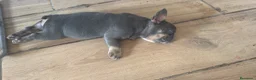 Bulldog Francés perros en venta: Bulldog francés Lilac and tan  - Anuncio 4