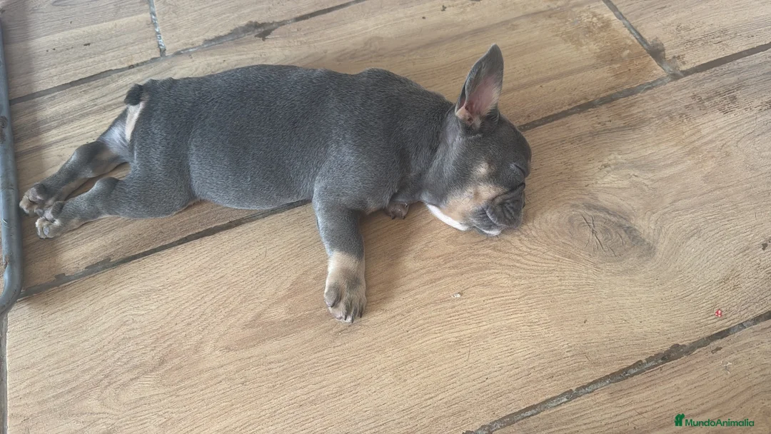 Bulldog Francés perros en venta: Bulldog francés Lilac and tan  - Anuncio 4