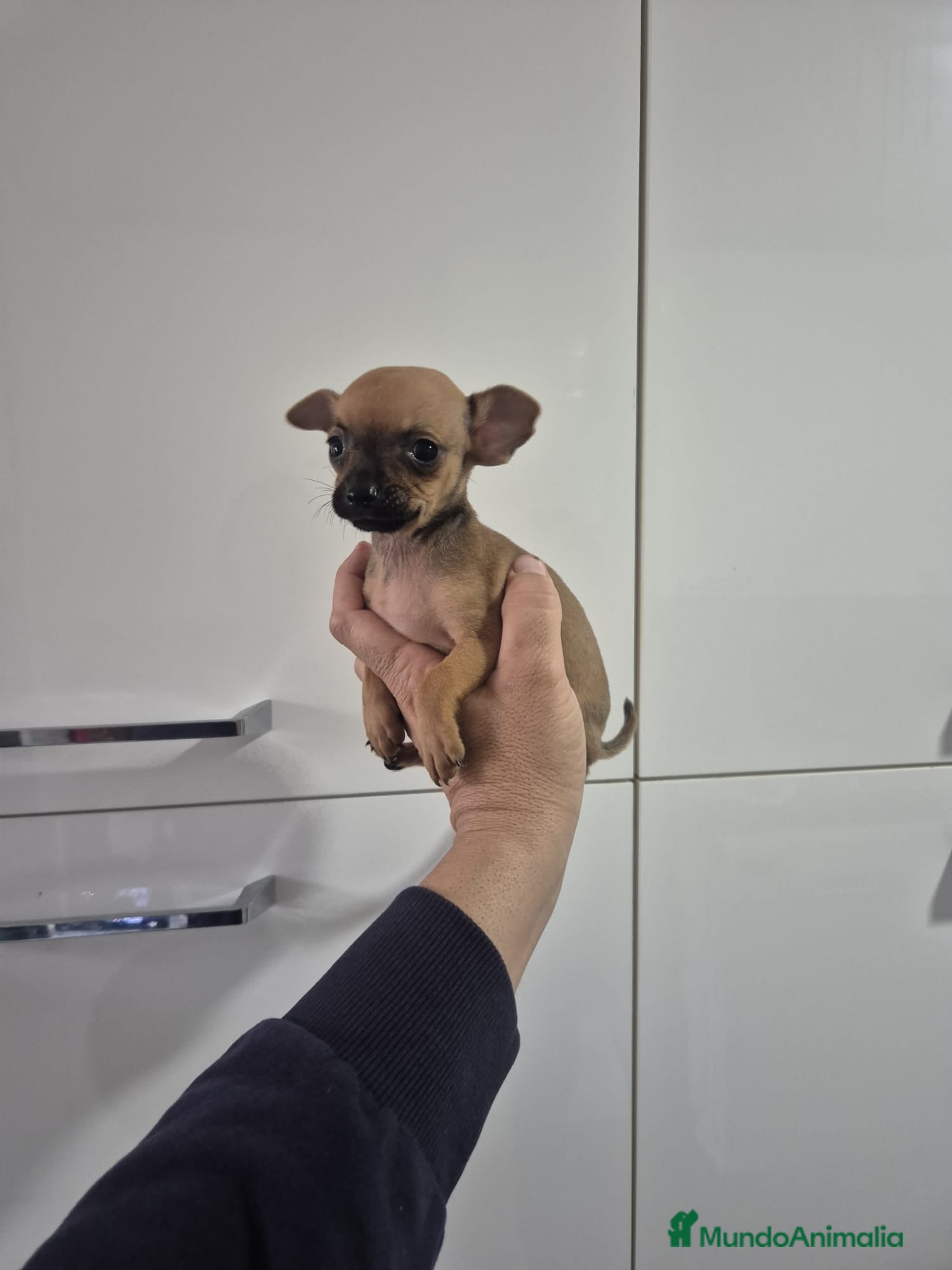 Chihuahua perros Chihuahua macho y hembra - Anuncio 4