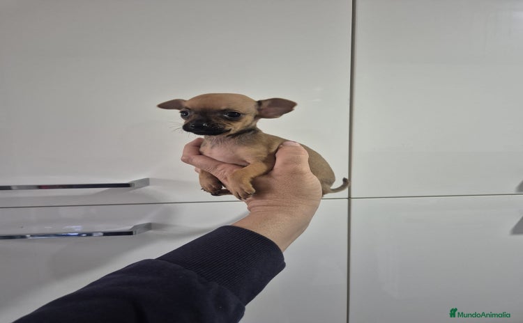 Chihuahua perros Chihuahua macho y hembra - Anuncio 2