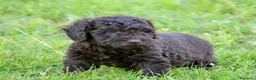 Perro de Agua Español perros en venta: CAMA DE PERRO DE AGUA ESPAÑOL  - Anuncio 13