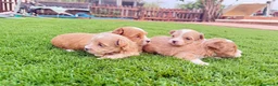 Maltipoo perros en venta: Cachoritos de maltipo  - Anuncio 2