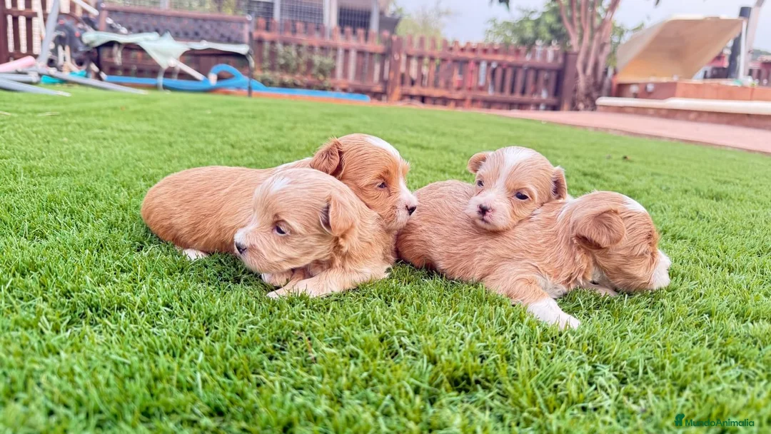 Maltipoo perros en venta: Cachoritos de maltipo  - Anuncio 2