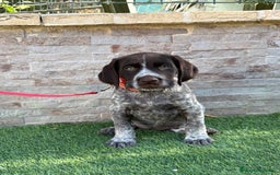 Braco Alemán de Pelo Duro perros en venta: Disponibles cachorros de drahthaar - Imagen 2