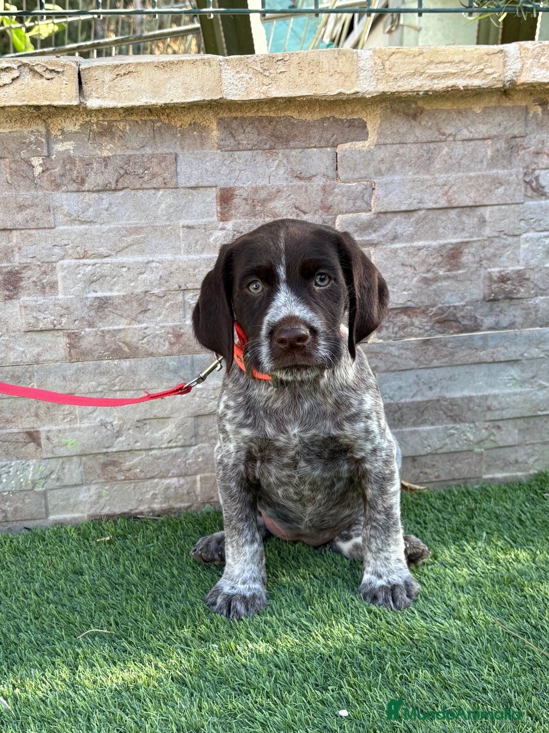 Braco Alemán de Pelo Duro perros en venta: Disponibles cachorros de drahthaar - Imagen 2