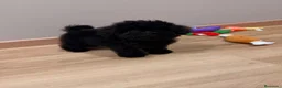 Caniche Toy perros en venta: Machito de caniche Toy  - Anuncio 2