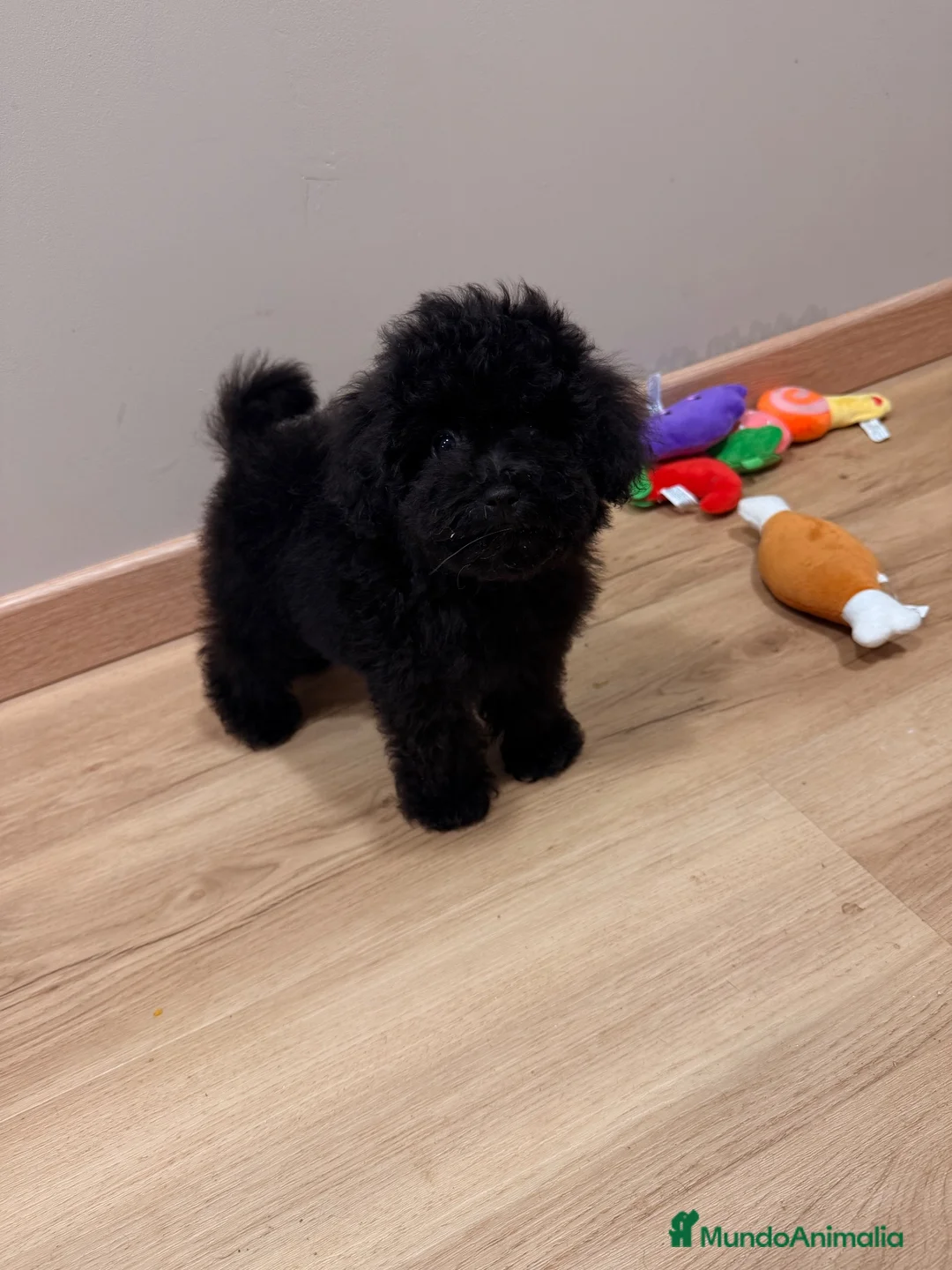 Caniche Toy perros en venta: Machito de caniche Toy  - Anuncio 2