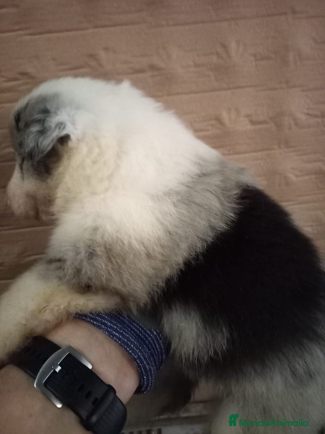 Border Collie perros en venta: Bordér collie  - Anuncio 5