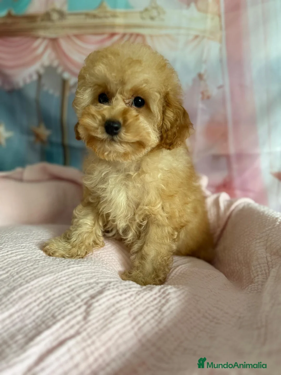 Caniche Toy perros en venta: Caniche toy hembra apricot - Anuncio 1