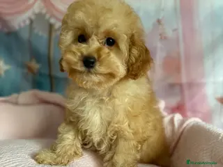 Caniche Toy perros Caniche toy hembra apricot - Anuncio 1