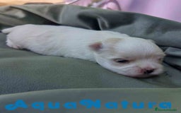 Bichón Maltés perros en venta:  Bichon Maltes Macho 3 AQUANATURA - Imagen 3