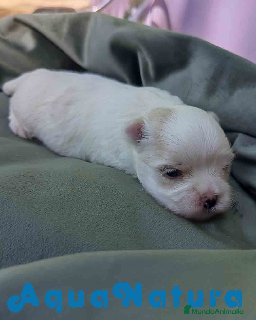 Bichón Maltés perros en venta:  Bichon Maltes Macho 3 AQUANATURA - Imagen 3