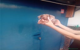 Teckel Miniatura perros en venta: preciosas hembritas cachorras de teckel  kaninchen - Imagen 3