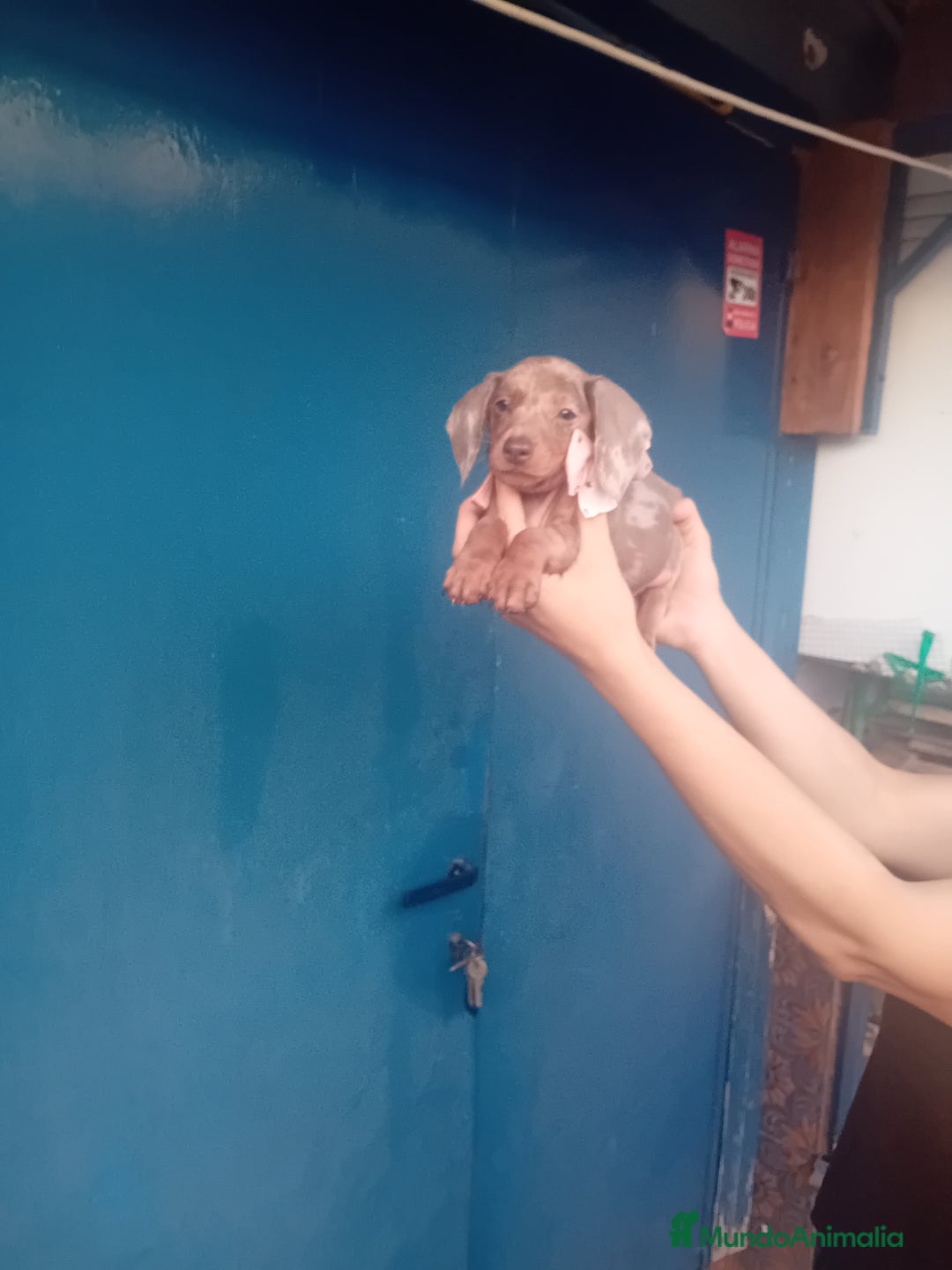 Teckel Miniatura perros en venta: preciosas hembritas cachorras de teckel  kaninchen - Imagen 3