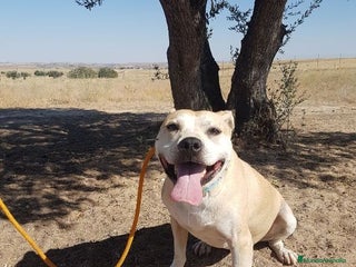 Raza Mixta perros en Madrid - Anuncio 8