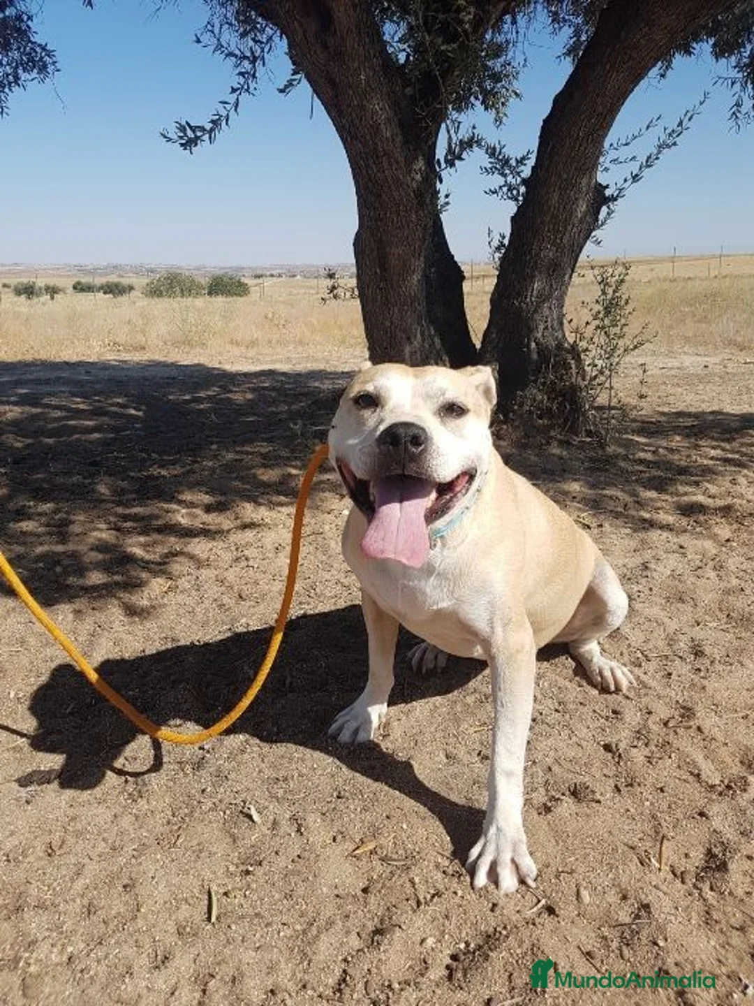 Raza Mixta perros en adopcion: KARLA, STAFFY EN ADOPCIÓN en Madrid - Anuncio 1