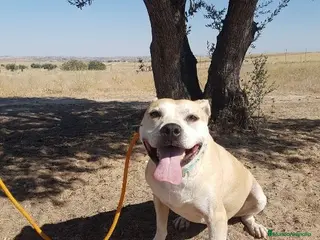 Raza Mixta perros KARLA, STAFFY EN ADOPCIÓN en Madrid - Anuncio 2