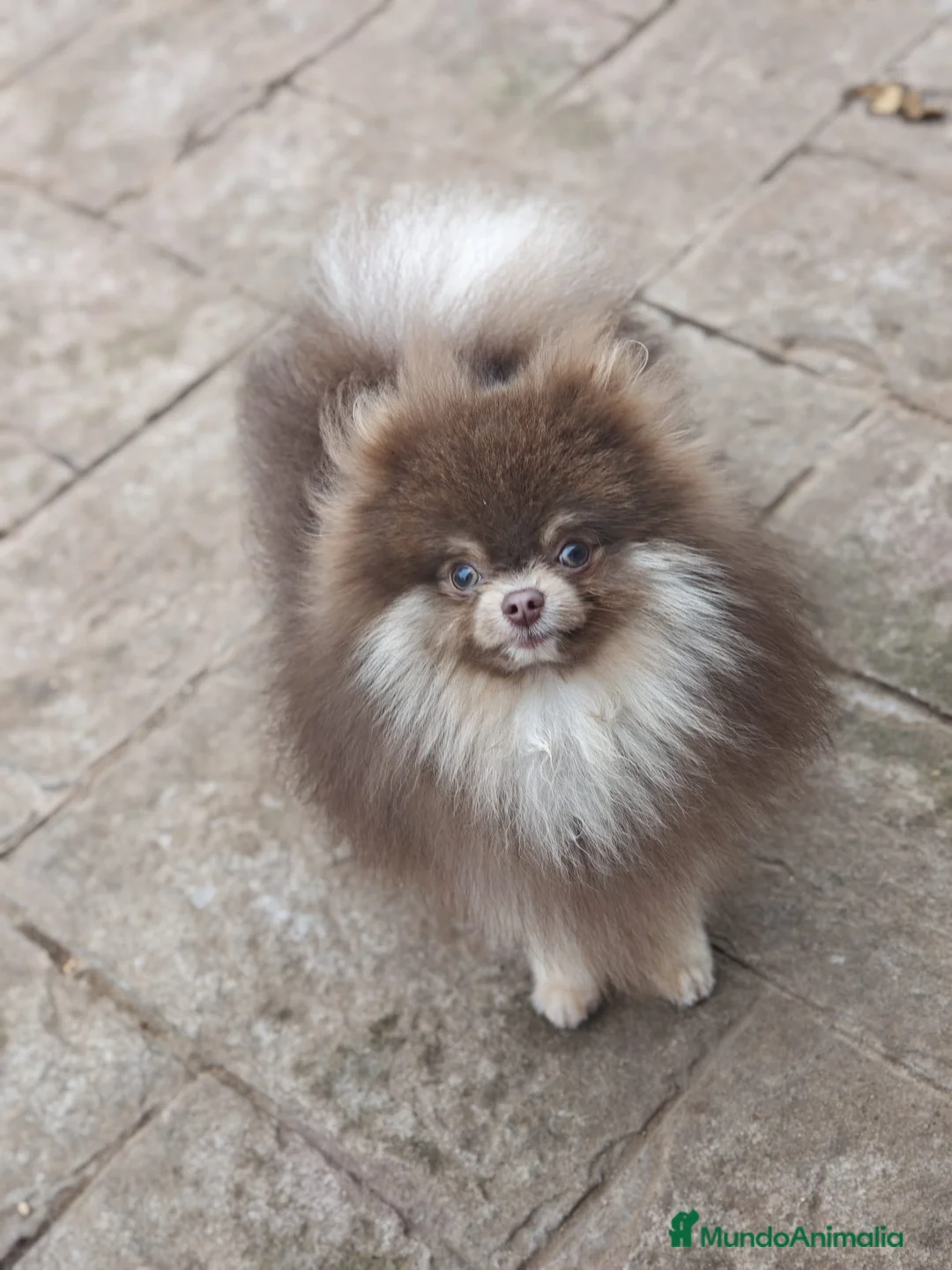 Pomerania perros para monta: Pomerania lilac montas  - Anuncio 1
