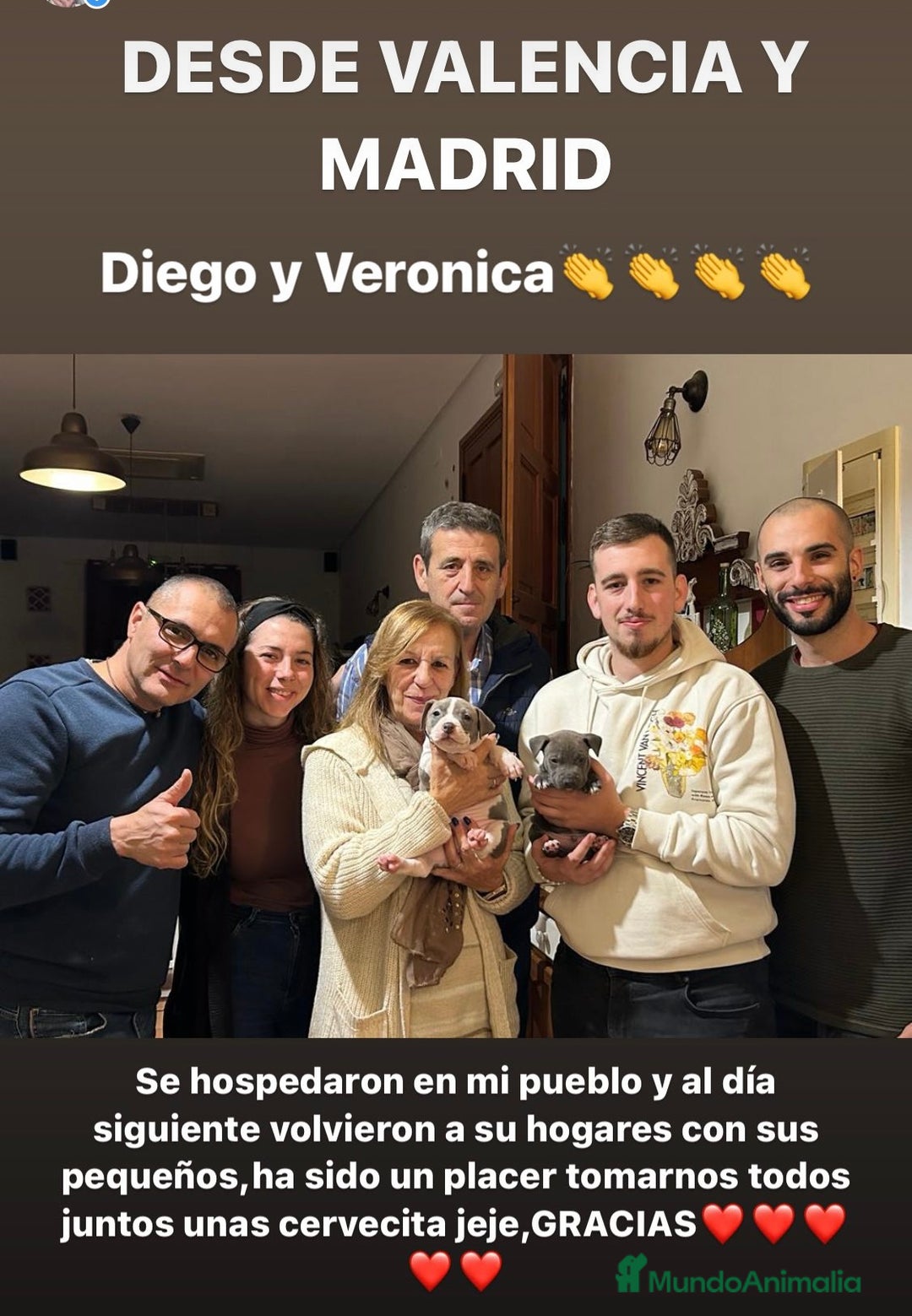 American Staffordshire-Terrier perros en venta: American Stanford, nueva Camada - Anuncio 26