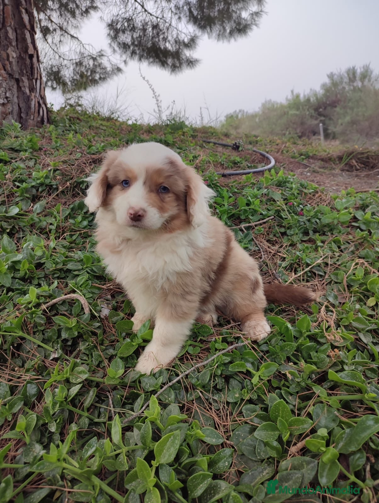 Pastor Miniatura Americano perros CACHORRO PASTOR AMERICANO MINIATURA  - Anuncio 2