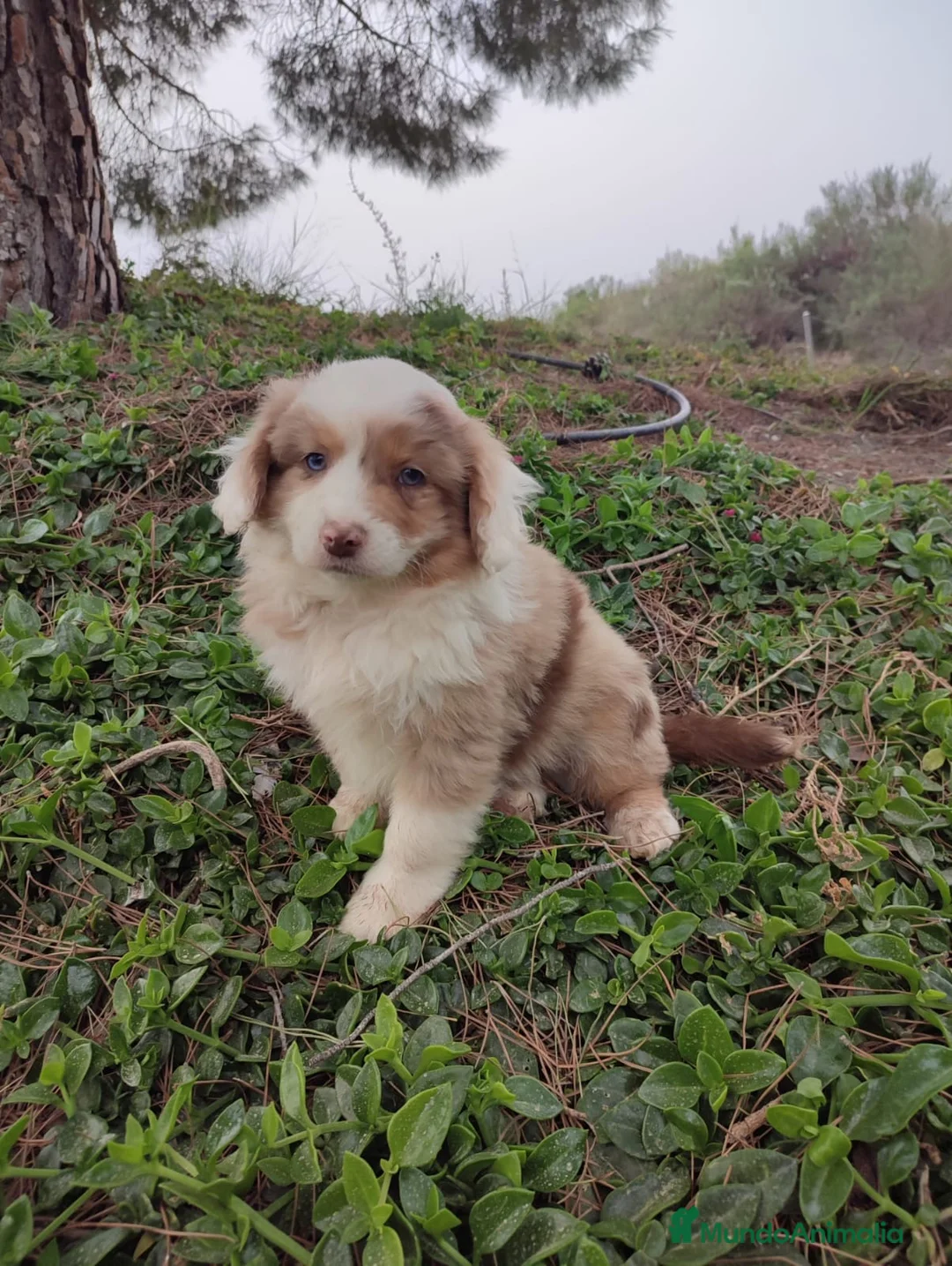 Pastor Miniatura Americano perros en venta: CACHORRO PASTOR AMERICANO MINIATURA  - Anuncio 1