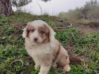 Pastor Miniatura Americano perros CACHORRO PASTOR AMERICANO MINIATURA - Anuncio 5