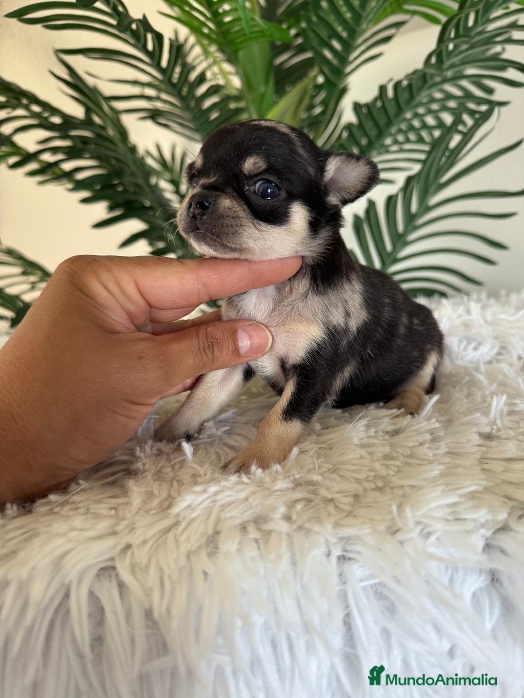 Chihuahua perros en venta: CHIHUAHUA MERLE HEMBRA - Imagen 9