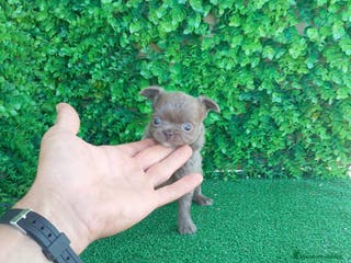 Chihuahua perros preciosos chihuahua linea Rusa toy - Anuncio 1