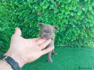 Chihuahua perros preciosos chihuahua linea Rusa toy - Anuncio 32