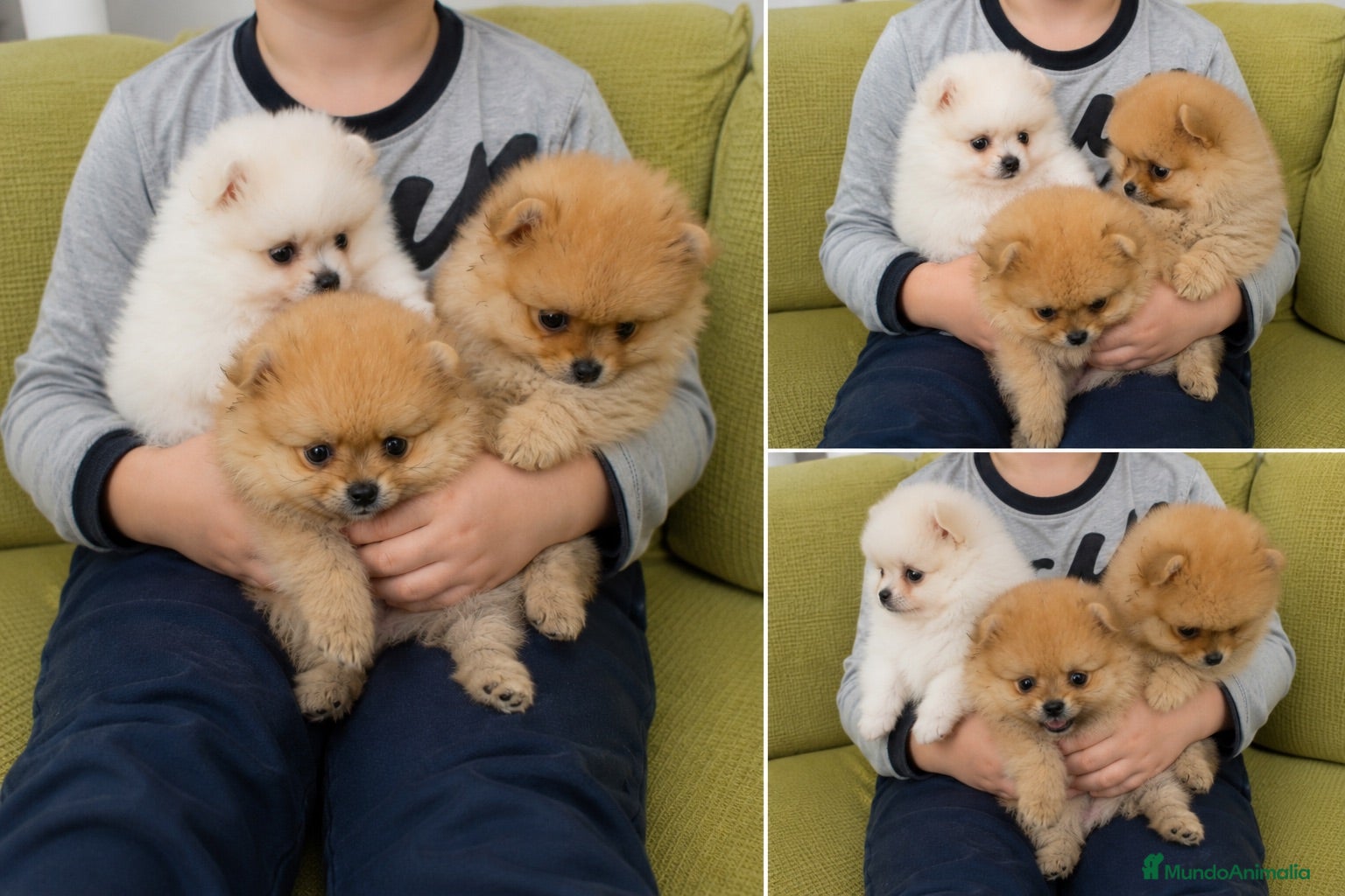 Pomerania perros POMERANIA MINIATURA - SEVILLA - ENTREGA  - Anuncio 1