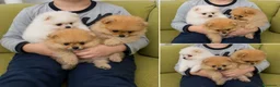 Pomerania perros en venta: POMERANIA MINIATURA - SEVILLA - ENTREGA  - Anuncio 1