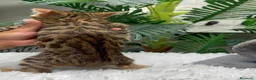 Bengalí gatos en venta: GATITO BENGALI - Anuncio 8