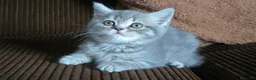 Scottish Straight gatos en venta: Gatcot.com - Anuncio 3