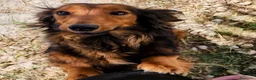 Teckel perros en venta: Teckel pelo largo precio real - Anuncio 1
