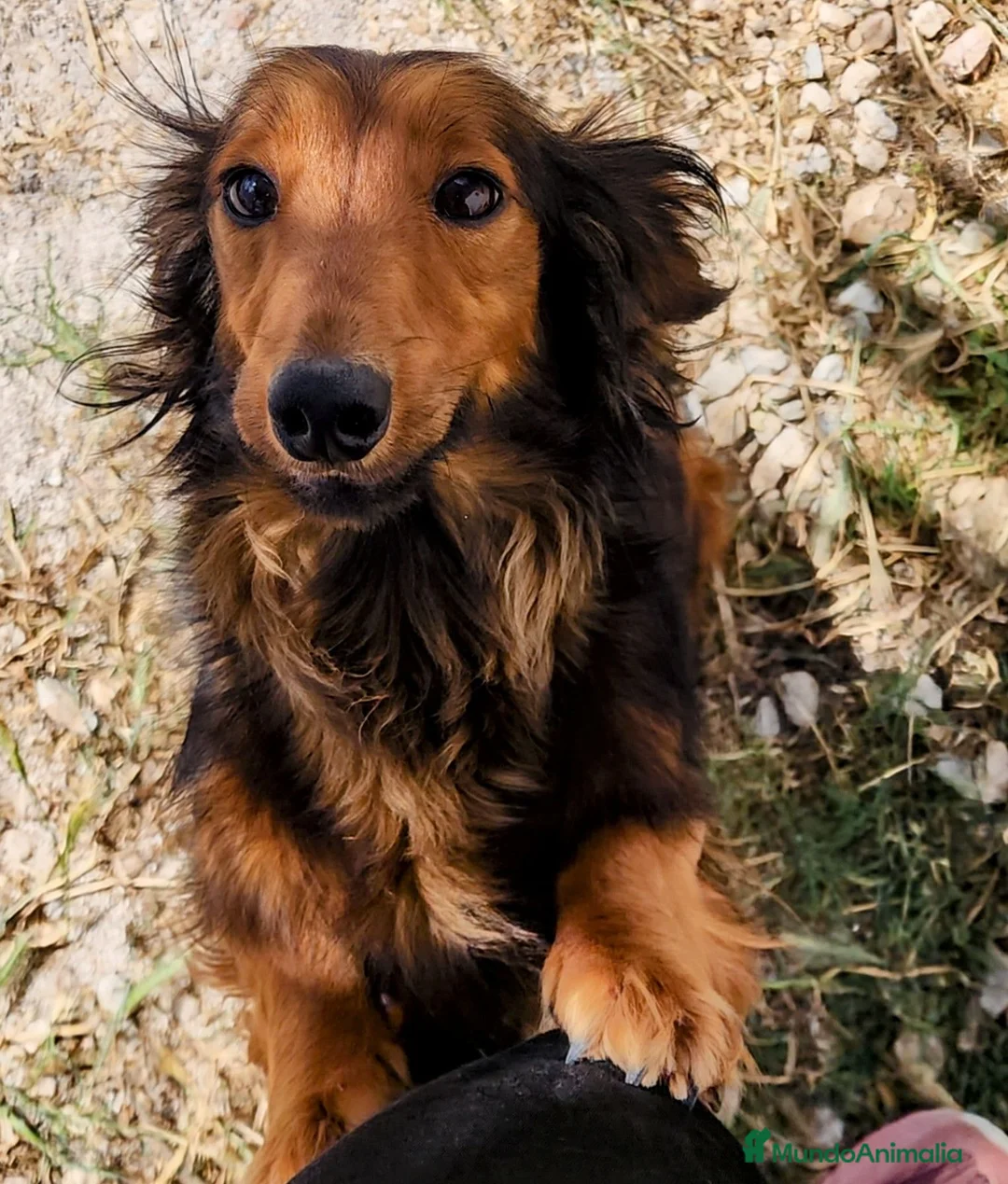 Teckel perros en venta: Teckel pelo largo precio real - Anuncio 1