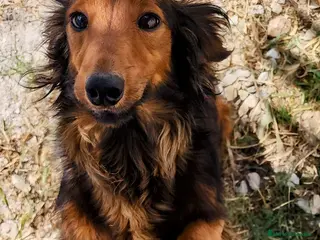 Teckel perros Teckel pelo largo precio real - Anuncio 1