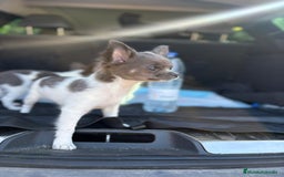 Chihuahua perros en venta: Chihuahuas pelo largo blanco blue - Imagen 4