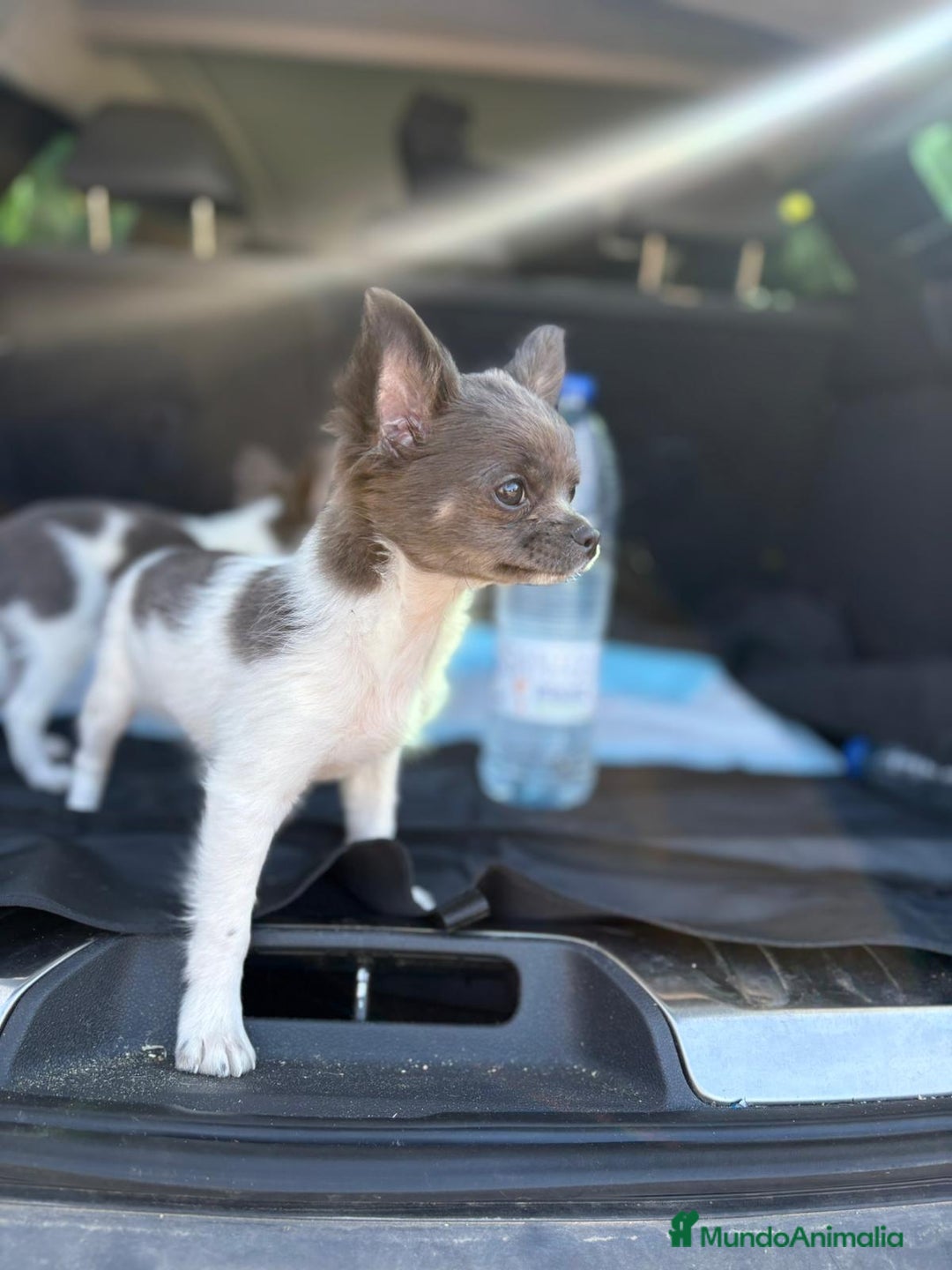 Chihuahua perros en venta: Chihuahuas pelo largo blanco blue - Imagen 4