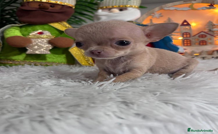 Chihuahua perros CHIHUAHUA HEMBRA - Anuncio 1