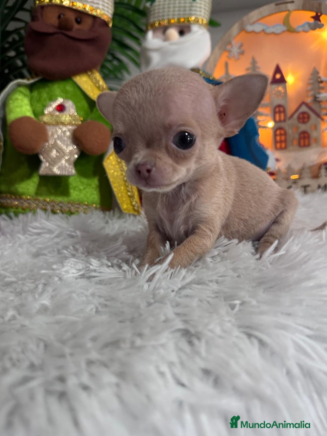 Chihuahua perros en venta: CHIHUAHUA HEMBRA - Anuncio 1