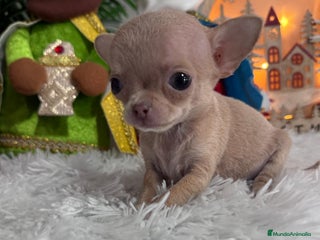 Chihuahua perros CHIHUAHUA HEMBRA - Anuncio 1