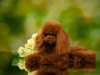 Caniche Toy perros Caniche asiática tasita de te - Anuncio 1